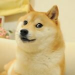 DodgeCoin Shiba Inu Dog Kabosu Dies